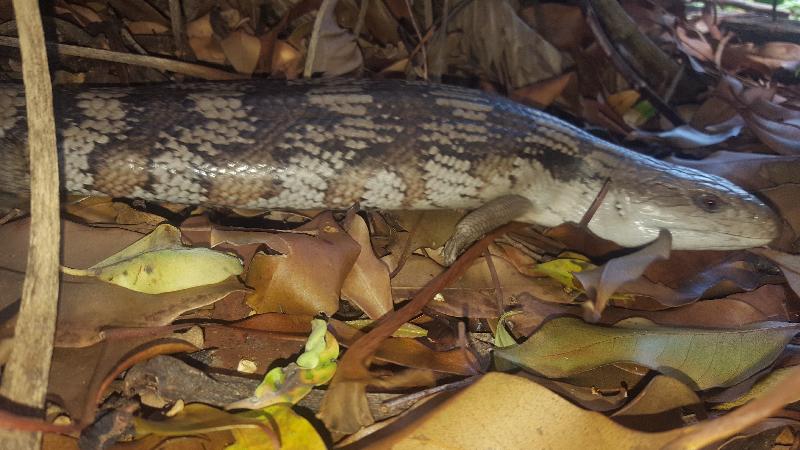 Common_Blue-Tongued_Skink__Tiliqua_scincoides__036.jpg