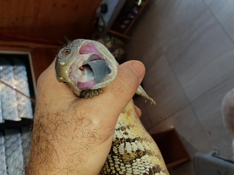 Common_Blue-Tongued_Skink__Tiliqua_scincoides__038.jpg