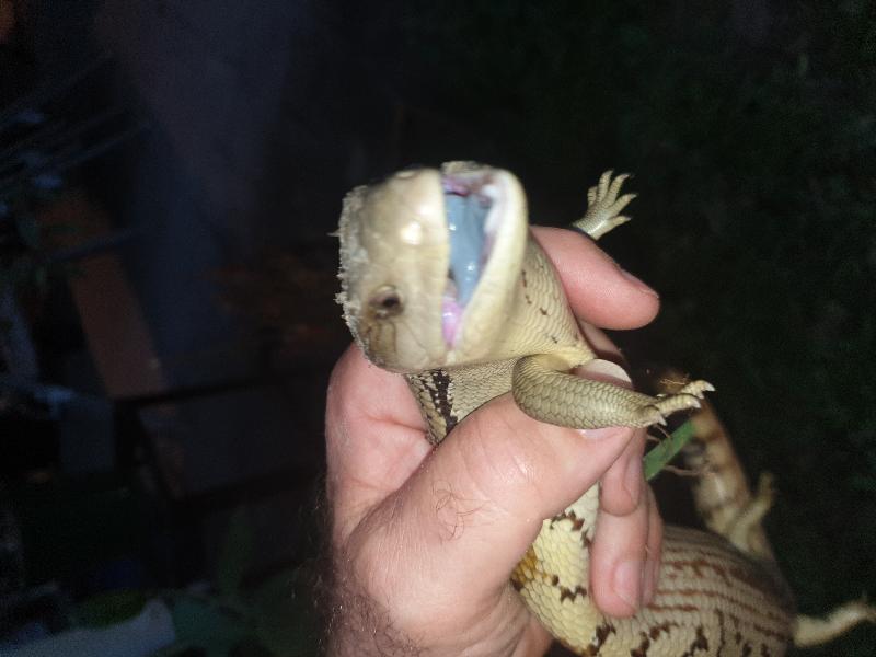 Common_Blue-Tongued_Skink__Tiliqua_scincoides__045.jpg