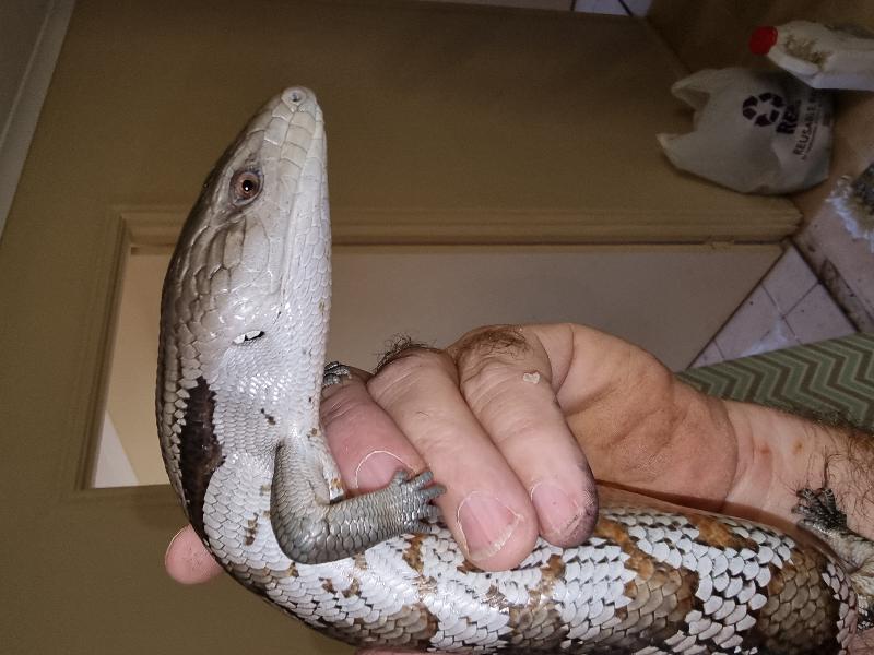 Common_Blue-Tongued_Skink__Tiliqua_scincoides__051.jpg