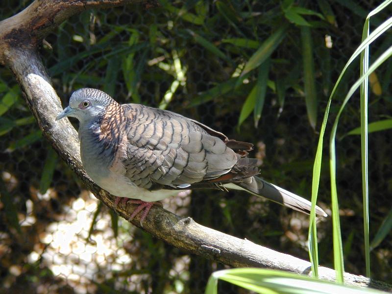 Common_Bronzewing__Phaps_chalcoptera__001.jpg