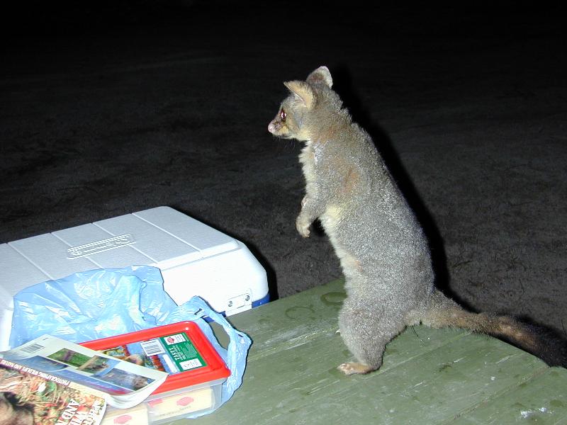 Common_Brushtail_Possum__Trichosurus_vulpecula__001.jpg