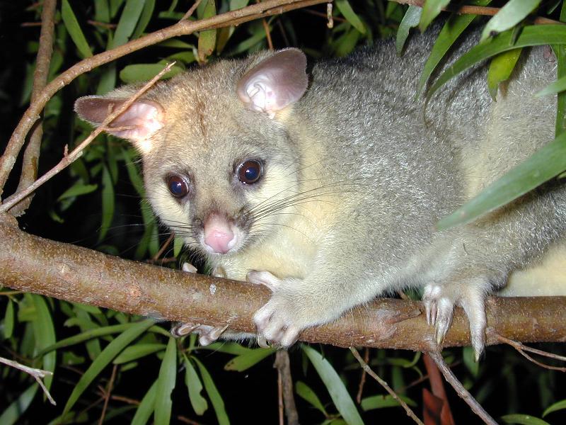 Common_Brushtail_Possum__Trichosurus_vulpecula__003.jpg