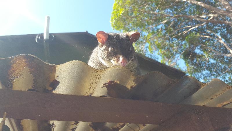 Common_Brushtail_Possum__Trichosurus_vulpecula__005.jpg