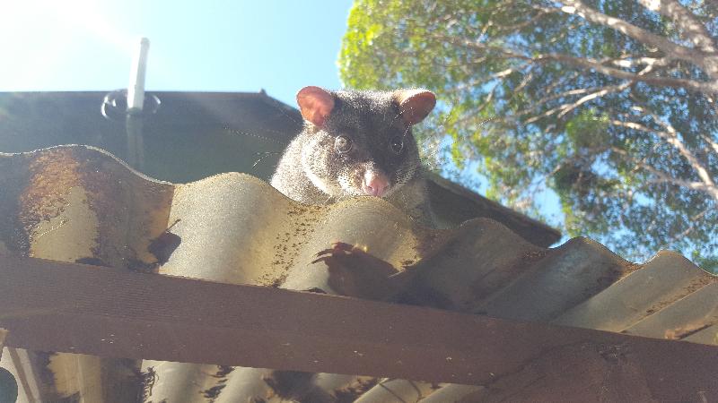 Common_Brushtail_Possum__Trichosurus_vulpecula__007.jpg