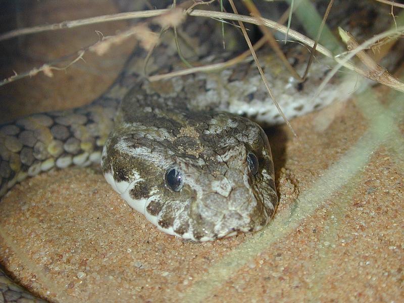 Common_Death_Adder__Acanthophis_antarcticus__002.jpg