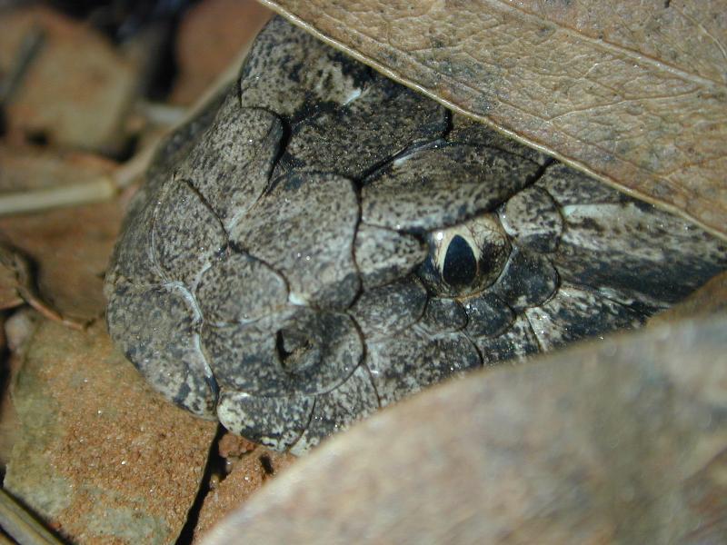 Common_Death_Adder__Acanthophis_antarcticus__003.jpg