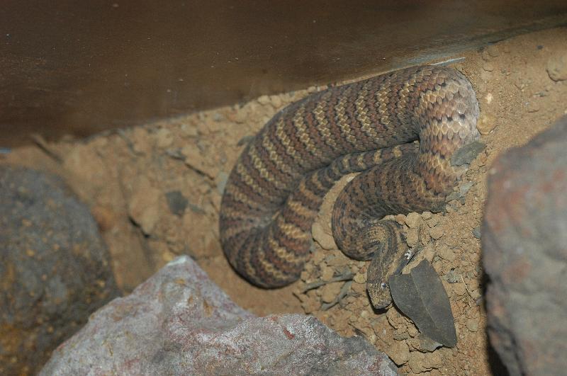 Common_Death_Adder__Acanthophis_antarcticus__004.jpg