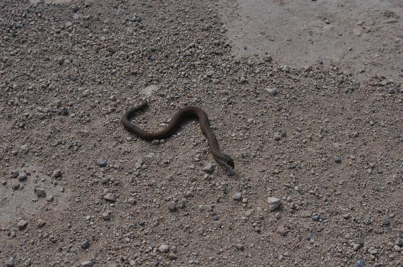Common_Scaly-Foot__Pygopus_lepidopodus__007.jpg