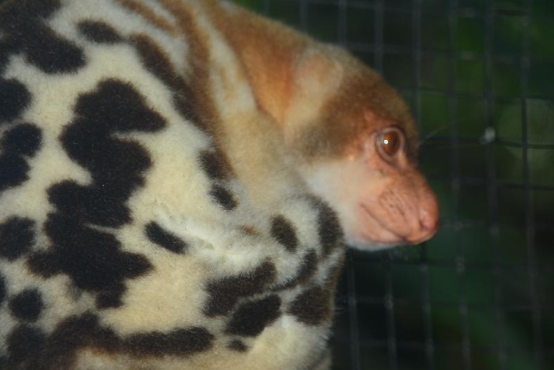 Common_Spotted_Cuscus__Spilocuscus_maculatus__003.jpg