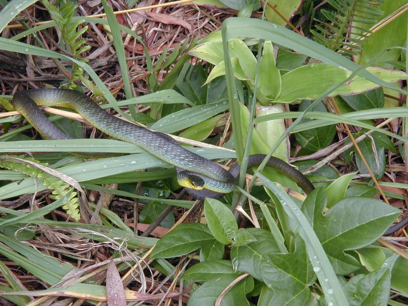 Common_Tree_Snake__Dendrelaphis_Punctulatus__001.jpg