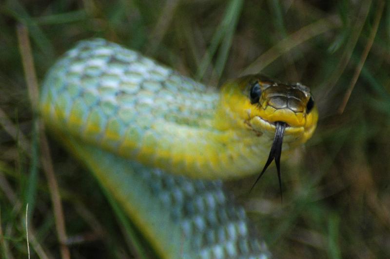 Common_Tree_Snake__Dendrelaphis_Punctulatus__002.jpg