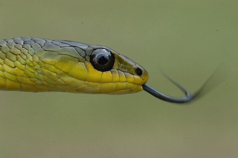 Common_Tree_Snake__Dendrelaphis_Punctulatus__007.jpg