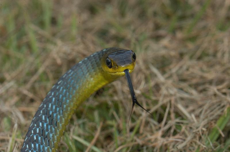 Common_Tree_Snake__Dendrelaphis_Punctulatus__011.jpg