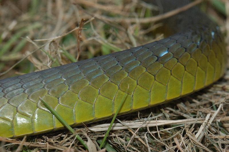 Common_Tree_Snake__Dendrelaphis_Punctulatus__014.jpg