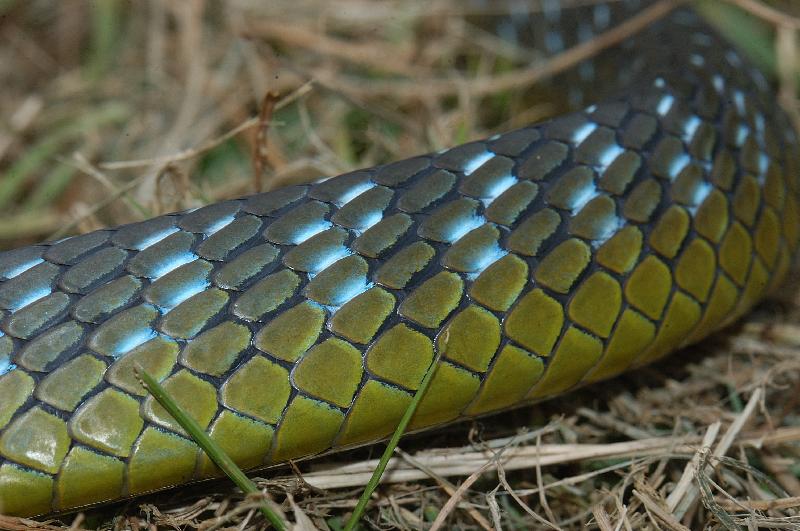 Common_Tree_Snake__Dendrelaphis_Punctulatus__015.jpg