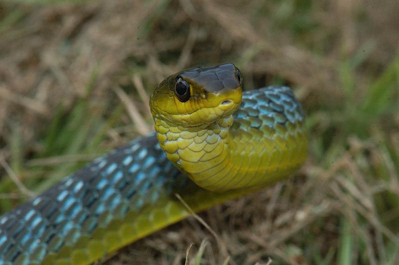 Common_Tree_Snake__Dendrelaphis_Punctulatus__016.jpg