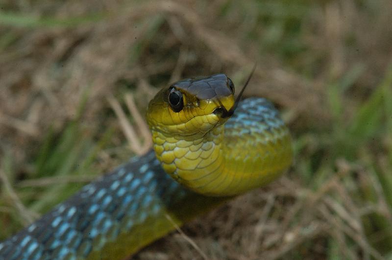 Common_Tree_Snake__Dendrelaphis_Punctulatus__018.jpg