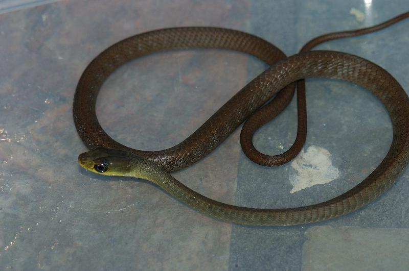 Common_Tree_Snake__Dendrelaphis_Punctulatus__020.jpg