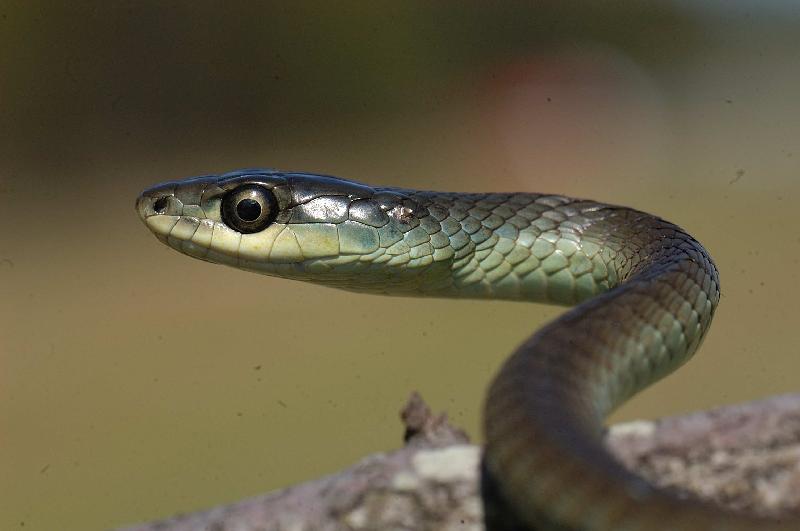 Common_Tree_Snake__Dendrelaphis_Punctulatus__029.jpg