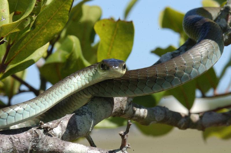 Common_Tree_Snake__Dendrelaphis_Punctulatus__030.jpg