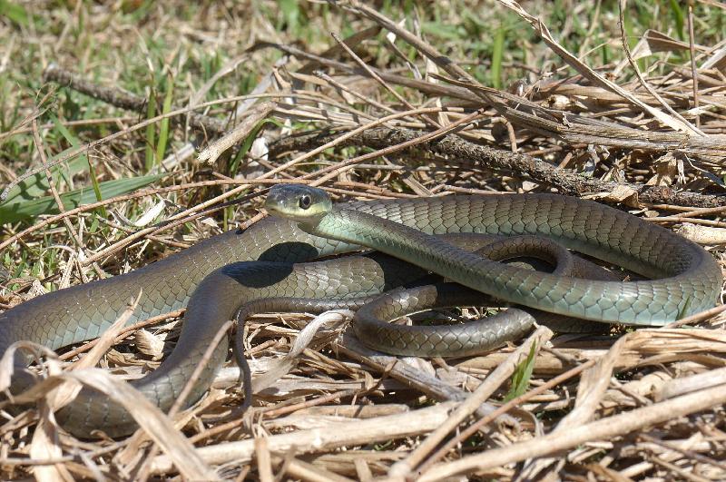 Common_Tree_Snake__Dendrelaphis_Punctulatus__033.jpg