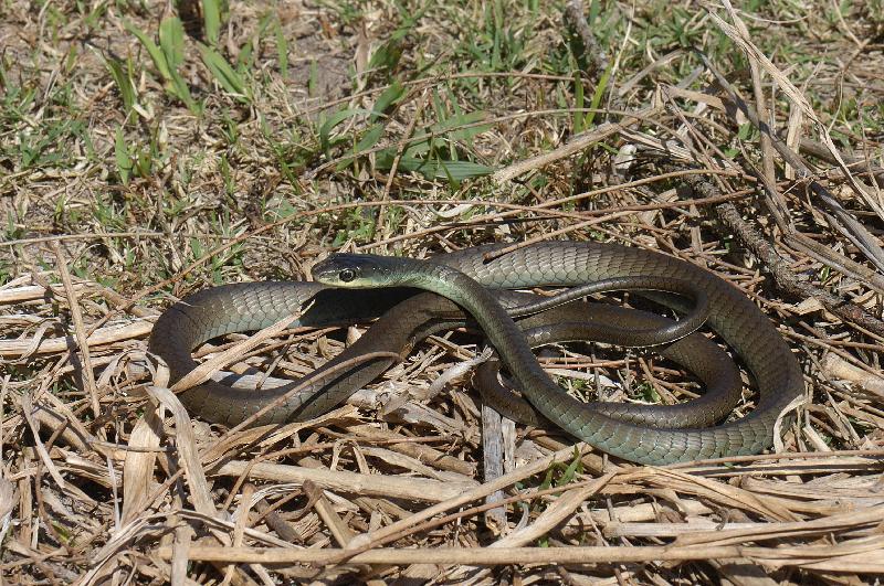 Common_Tree_Snake__Dendrelaphis_Punctulatus__034.jpg