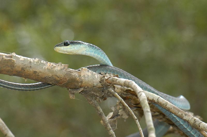 Common_Tree_Snake__Dendrelaphis_Punctulatus__037.jpg