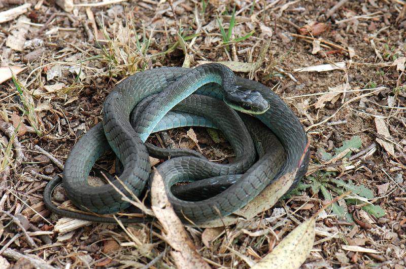 Common_Tree_Snake__Dendrelaphis_Punctulatus__043.jpg