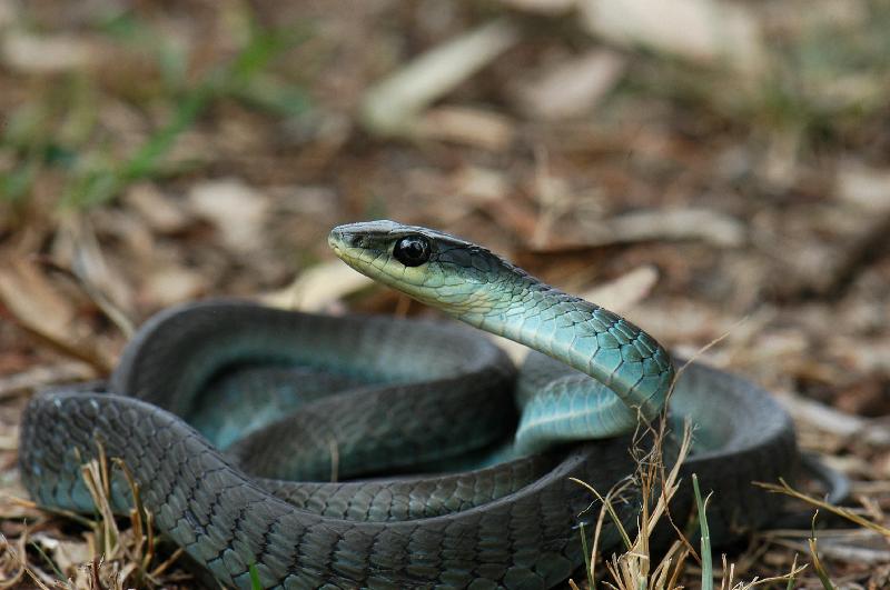 Common_Tree_Snake__Dendrelaphis_Punctulatus__045.jpg