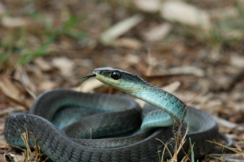 Common_Tree_Snake__Dendrelaphis_Punctulatus__046.jpg