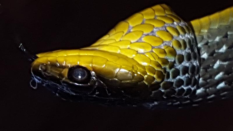 Common_Tree_Snake__Dendrelaphis_Punctulatus__080.jpg