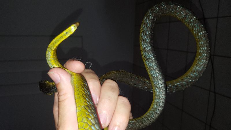 Common_Tree_Snake__Dendrelaphis_Punctulatus__105.jpg