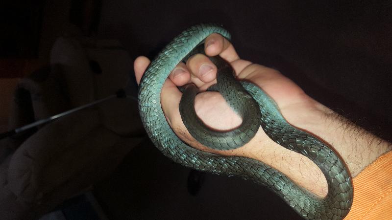 Common_Tree_Snake__Dendrelaphis_Punctulatus__107.jpg