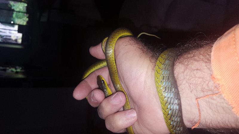 Common_Tree_Snake__Dendrelaphis_Punctulatus__112.jpg
