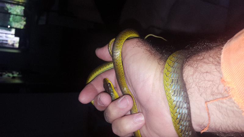 Common_Tree_Snake__Dendrelaphis_Punctulatus__113.jpg