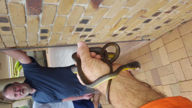 Common_Tree_Snake__Dendrelaphis_Punctulatus__116.jpg
