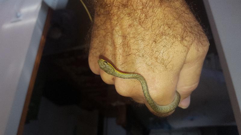 Common_Tree_Snake__Dendrelaphis_Punctulatus__128.jpg
