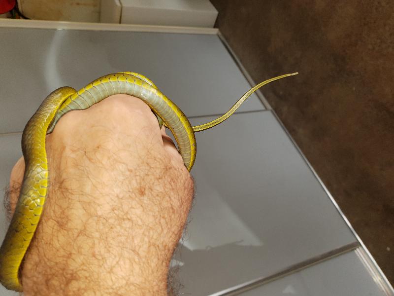Common_Tree_Snake__Dendrelaphis_Punctulatus__148.jpg