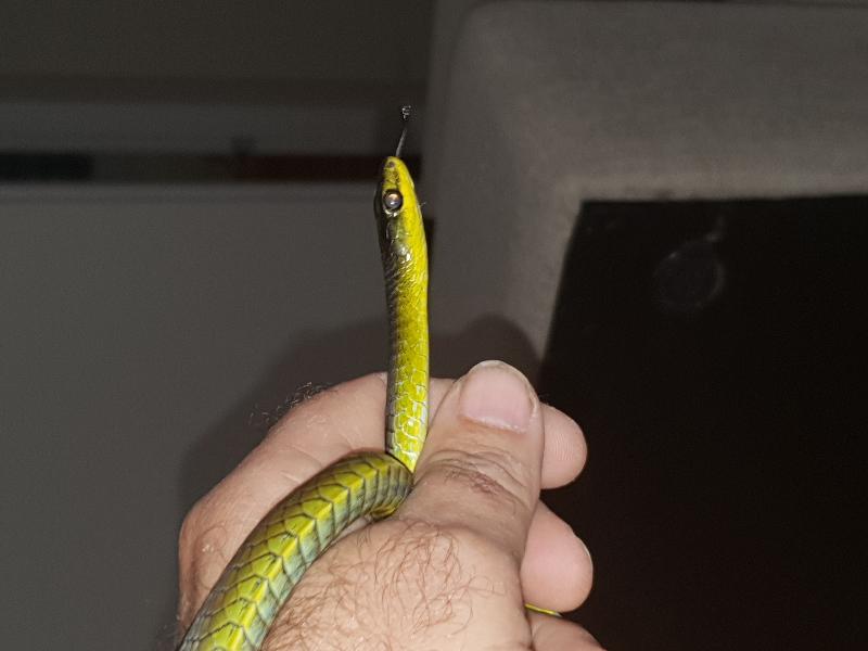 Common_Tree_Snake__Dendrelaphis_Punctulatus__150.jpg