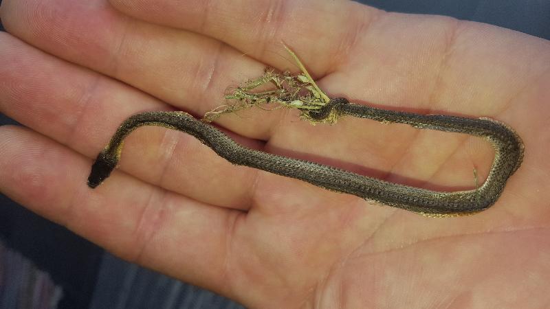 Common_Tree_Snake__Dendrelaphis_Punctulatus__152.jpg