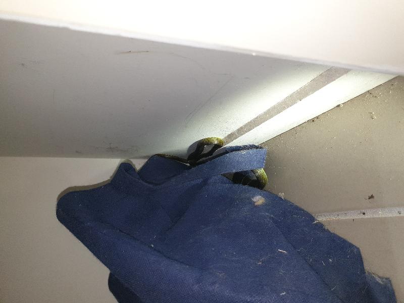Common_Tree_Snake__Dendrelaphis_Punctulatus__168.jpg