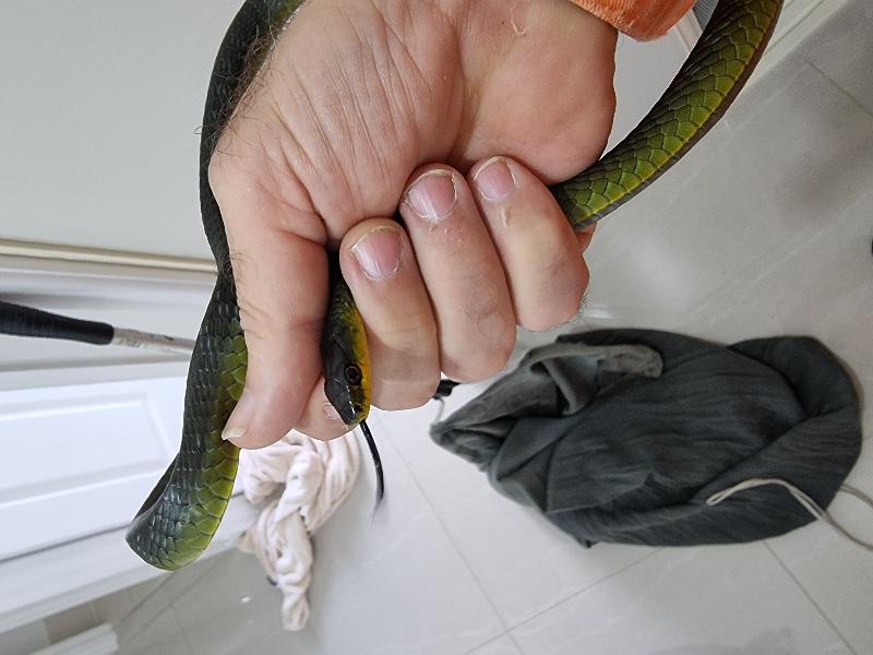 Common_Tree_Snake__Dendrelaphis_Punctulatus__192.jpg