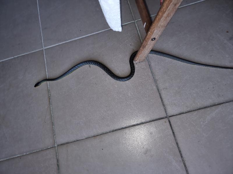 Common_Tree_Snake__Dendrelaphis_Punctulatus__193.jpg