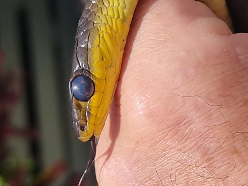 Common_Tree_Snake__Dendrelaphis_Punctulatus__205.jpg