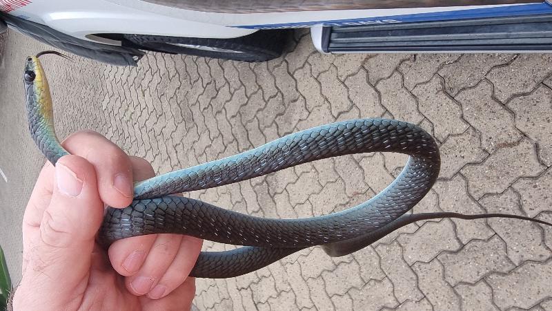 Common_Tree_Snake__Dendrelaphis_Punctulatus__209.jpg