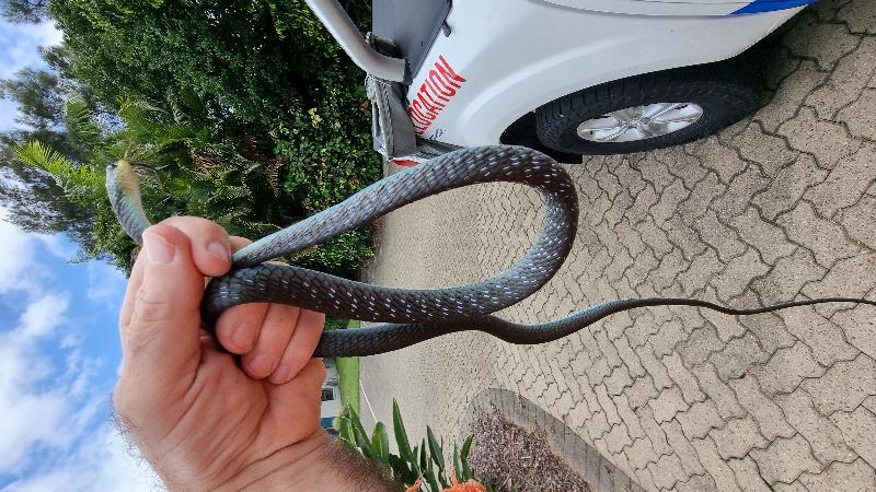 Common_Tree_Snake__Dendrelaphis_Punctulatus__211.jpg