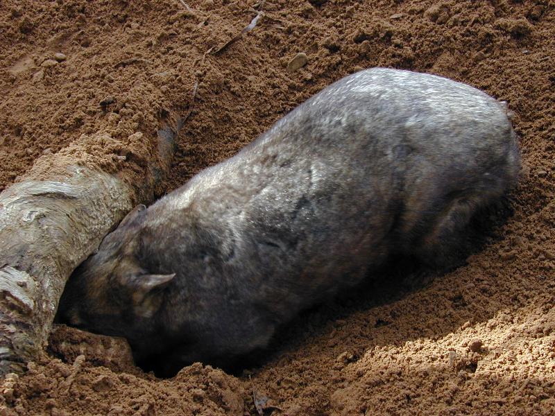 Common_Wombat__Vombatus_ursinus__002.jpg