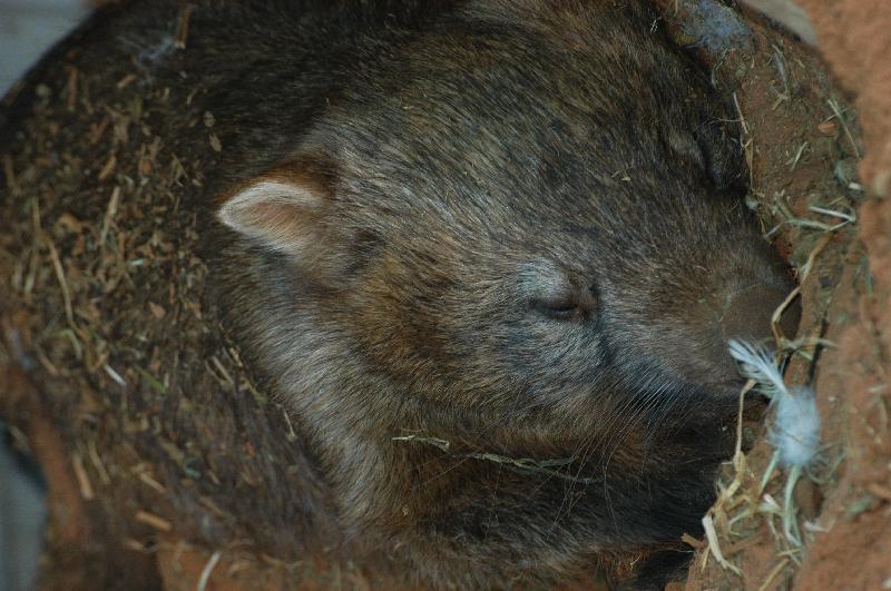 Common_Wombat__Vombatus_ursinus__003.jpg