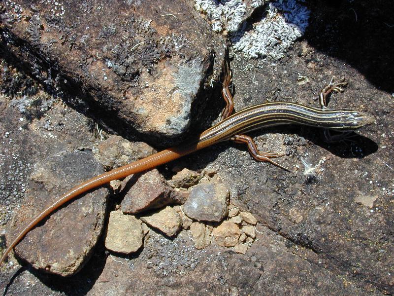 Copper-Tailed_Skink__Ctenotus_taeniolatus__001.jpg